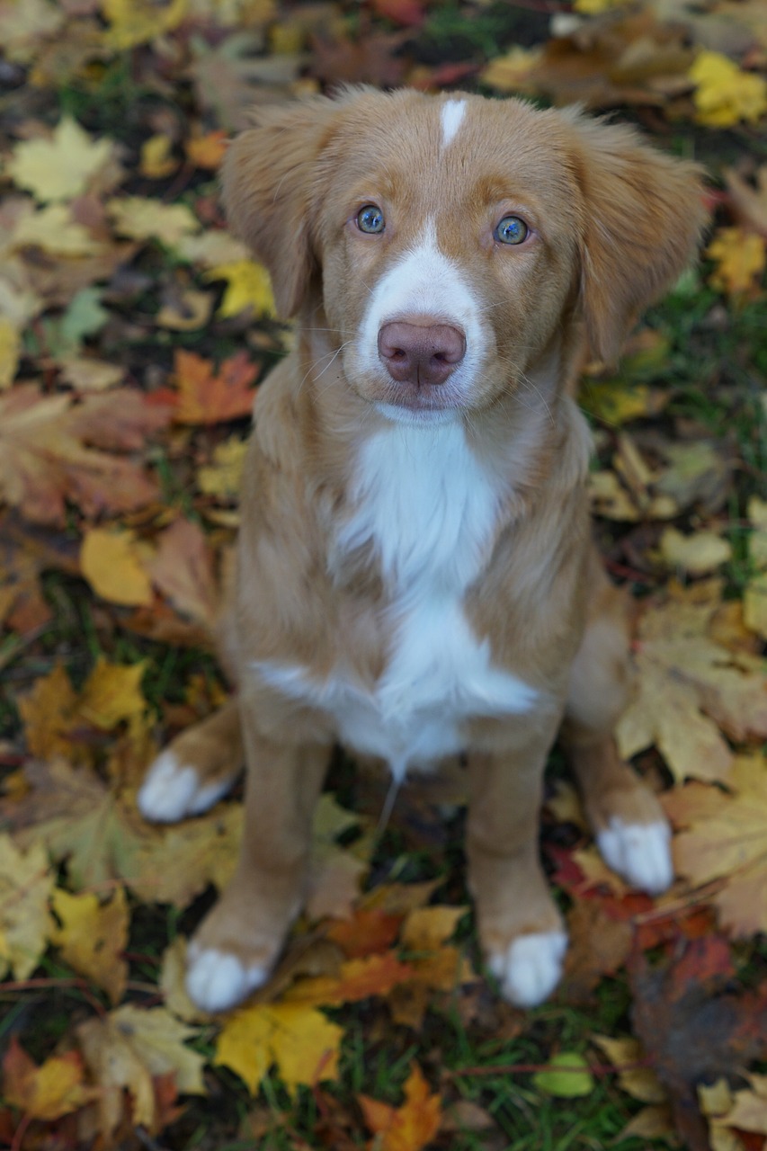 The Unique Traits of the Nova Scotia Duck Tolling Retriever